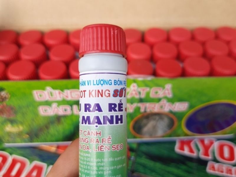 Root king số 1 siêu ra rễ 